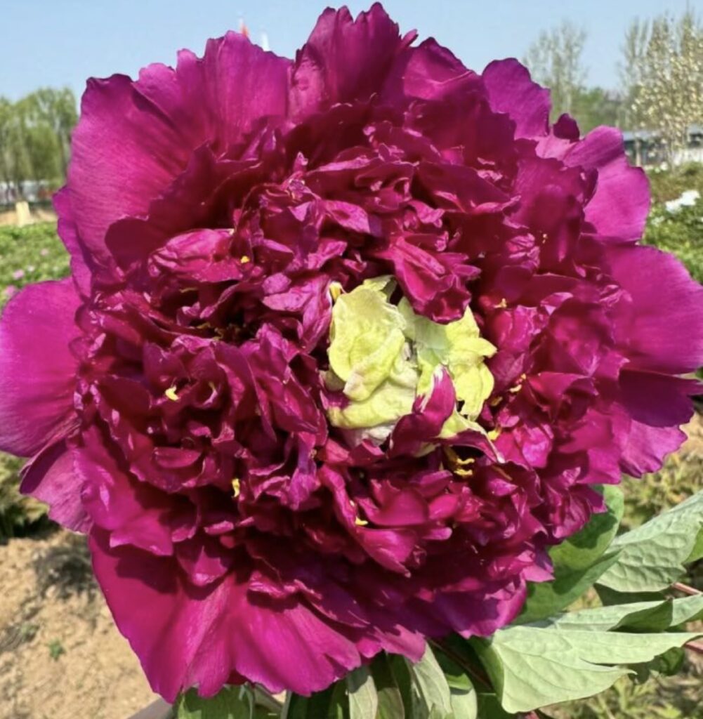 First Place Tree Peony My Favorite Flowers and More