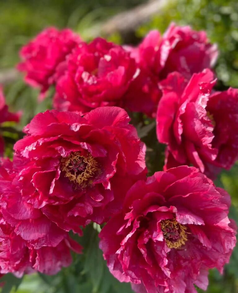 Ri Yue Jin Tree Peony My Favorite Flowers and More