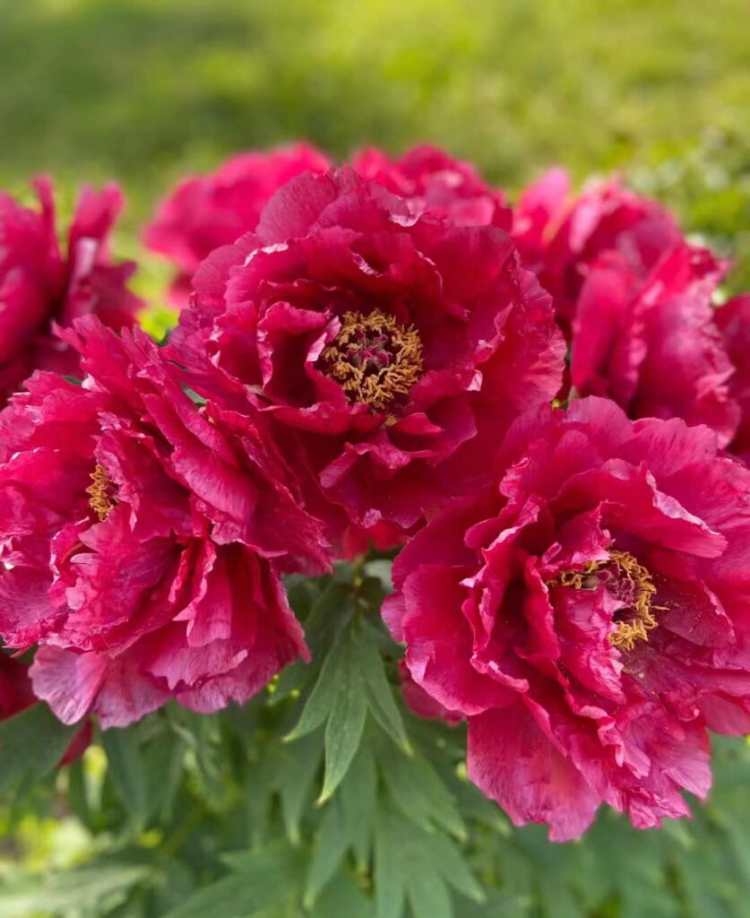 Ri Yue Jin Tree Peony My Favorite Flowers and More