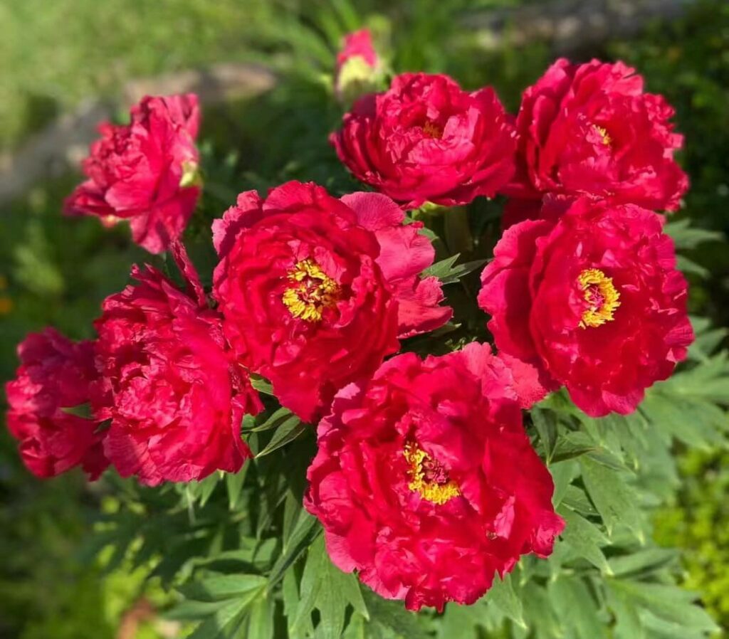 Ri Yue Jin Tree Peony My Favorite Flowers and More