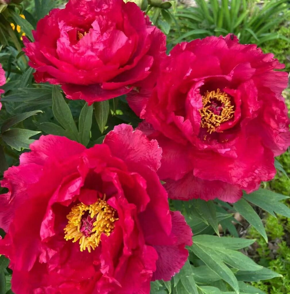 Ri Yue Jin Tree Peony My Favorite Flowers and More