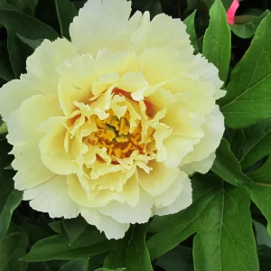 Pineapple Fizz Itoh Peony - My Favorite Flowers and More