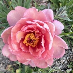 Strawberry Swirl Itoh Peony