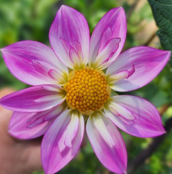 Alpen Diamond Dahlia