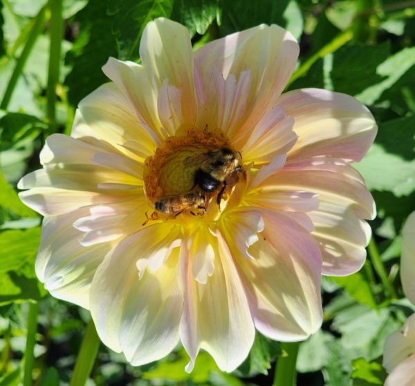 Apple Blossom Dahlia