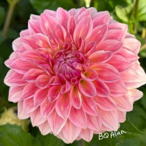 Bloomquist Alan Dahlia