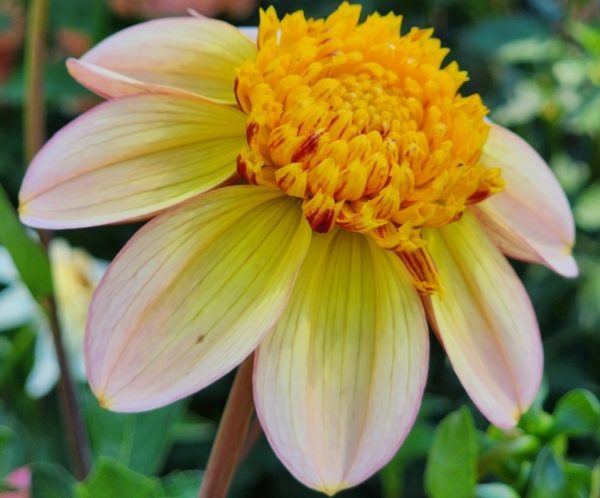 Bloomquist Golden Dahlia
