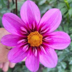 Seeds Dahlia Parent Plant Bloomquist Sweet