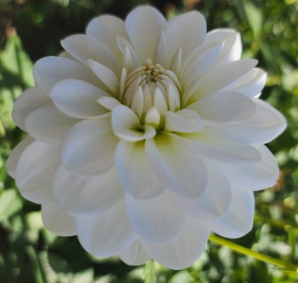 Bride To Be Dahlia