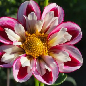 Seeds Dahlia Parent Plant Bumble Rumble