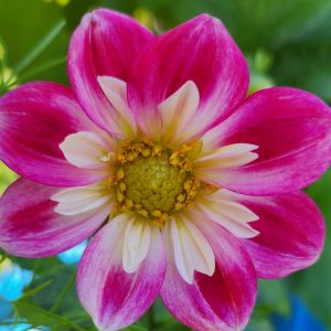 Seeds Dahlia Parent Plant Cair Paravel