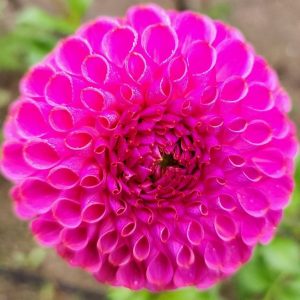 Caitlyn's Joy Dahlia
