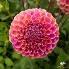 Caitlin's Joy Dahlia