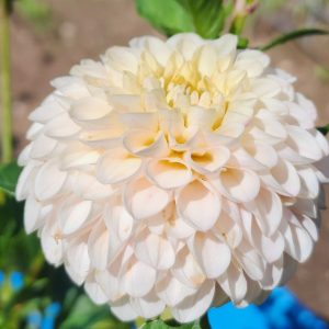 Camano Zoe Dahlia