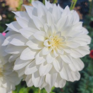 Center Court Dahlia