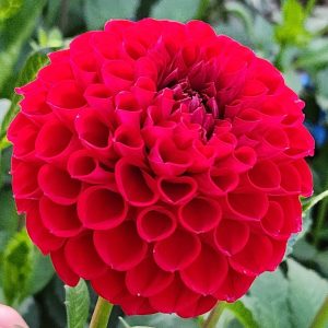 Cornel Dahlia