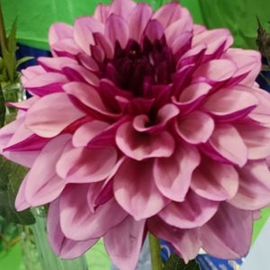 Creme De Cassis Dahlia