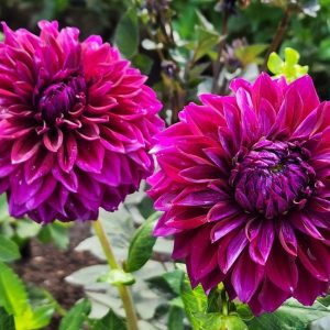 Diva Dahlia