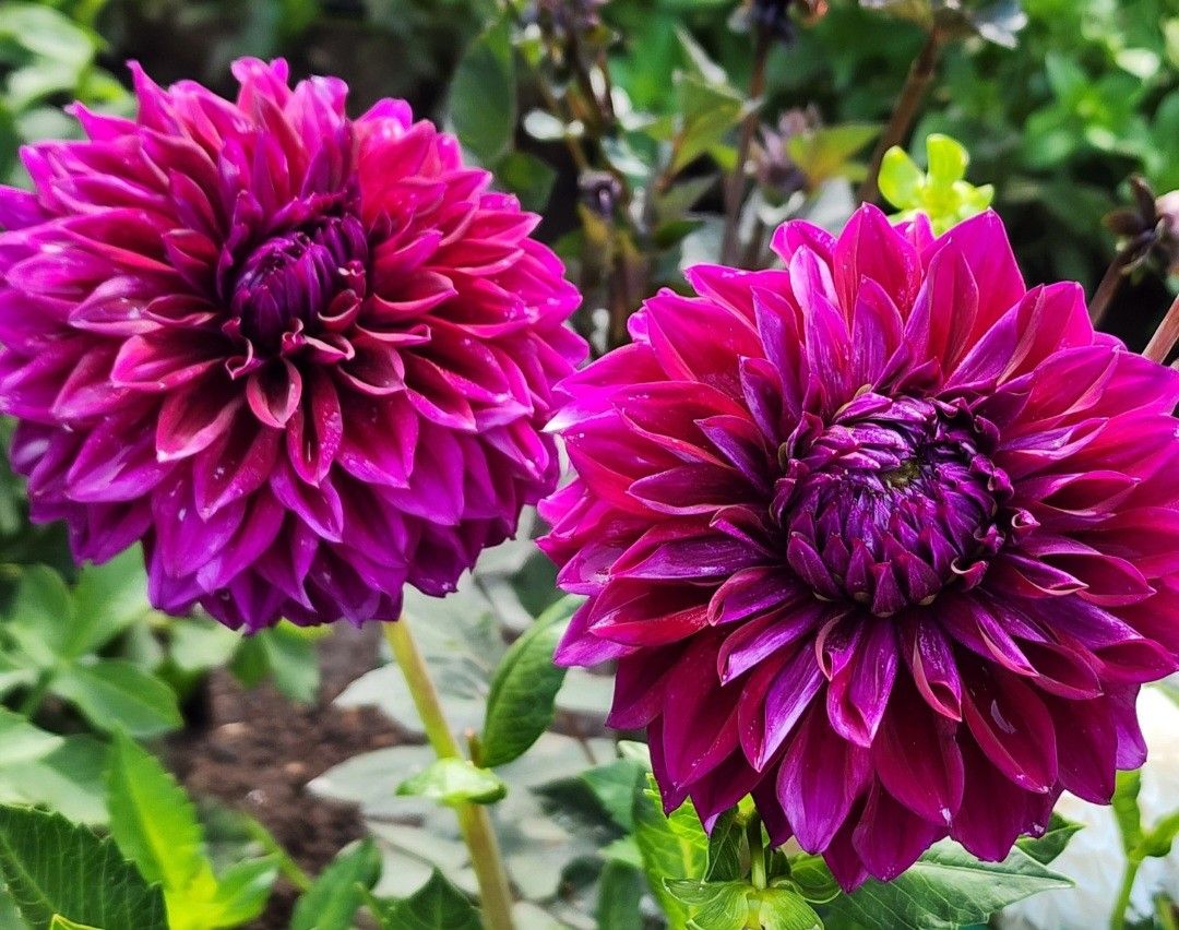 Diva Dahlia My Favorite Flowers And More diva-dahlia-my-favorite-flowers-and-more