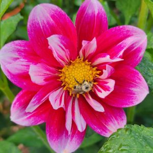 Seeds Dahlia Parent Plant Double Trouble