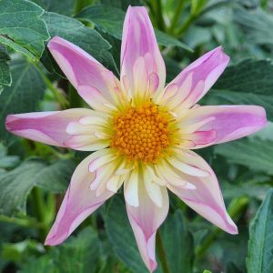 Fancy Pants Dahlia