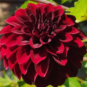 Fidalgo Blacky Dahlia