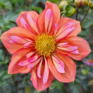 Giggles Dahlia