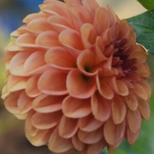 Gingeroo Dahlia