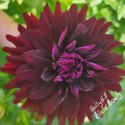 Holly Hill Black Beauty Dahlia