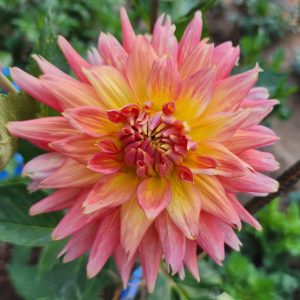 Hollyhill Dragon Fire Dahlia