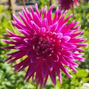 Hollyhill Karen Lee Dahlia