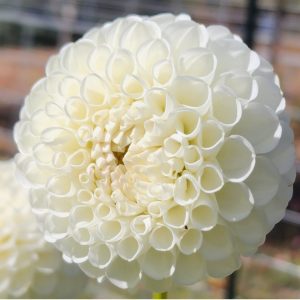 Hollyhill Miss White Dahlia