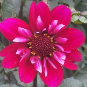 Hootenanny Dahlia