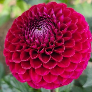 Ivanetti Dahlia