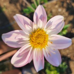 Seeds Dahlia Parent Plant Jac's Faith