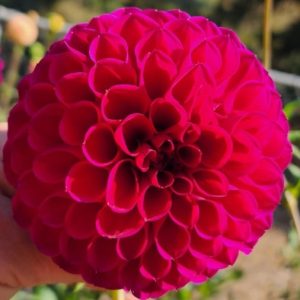 Jessie G Dahlia