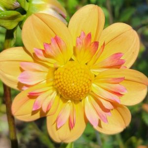 Seeds Dahlia Parent Plant Kelsy Annie Joy