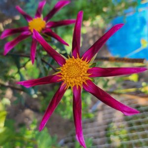 Seeds Dahlia Parent Plant Kelsey Betelguese