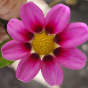 Kelsey Dwarf Dahlia