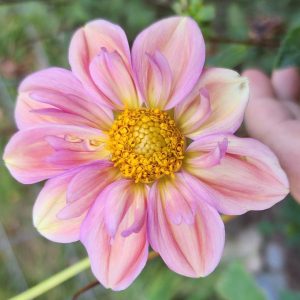 Lothlorien Dahlia