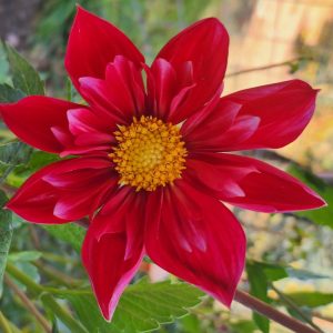 Seeds Dahlia Parent Plant Mars