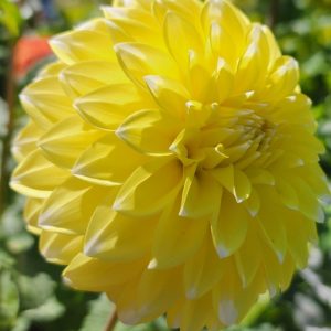 Ova Jo Dahlia