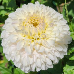 Pink Pearl Dahlia