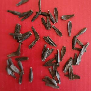 Seeds Dahlia Parent Plant April Heather