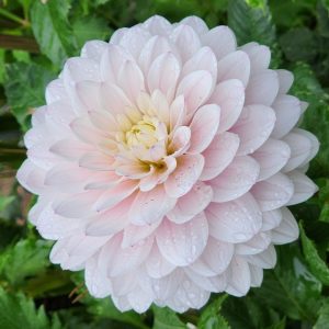 Silver Years Dahlia