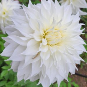 Snowbound Dahlia