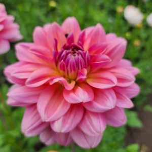 Southern Belle Dahlia