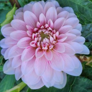 Strawberry Cream Dahlia