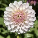 Tahoma Kelli Dahlia