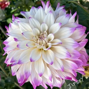 Tipsy Dahlia
